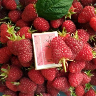 Малина Полька/Ремонтантная фото