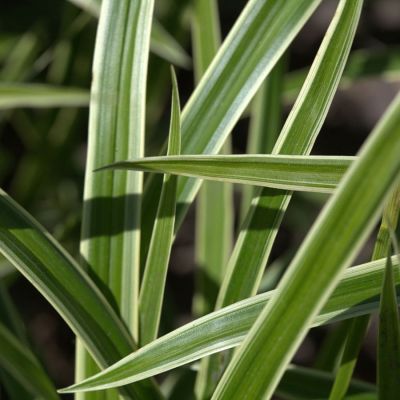 Осока Морроу Осока Морроу - Dolina-Sad.Ru