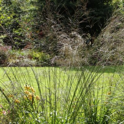 Молиния тростниковая Транспарент Молиния тростниковая Транспарент - Dolina-Sad.Ru
