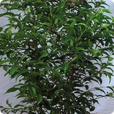 Фикус Бенджамина Дунетти 0,01 г. Фикус Бенджамина Дунетти 0,01 г. фото