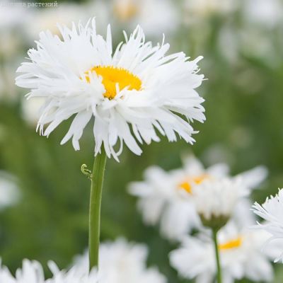 Нивяник крупный Сноудрифт Нивяник крупный Сноудрифт - Dolina-Sad.Ru