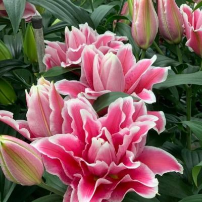 Лилия Роузлили Бьянка - Dolina-Sad.Ru