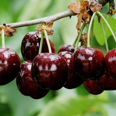 Черешня Бурлат - Dolina-Sad.Ru