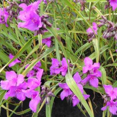 Традесканция Рэд Грейп Традесканция Рэд Грейп - Dolina-Sad.Ru