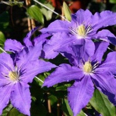 Клематис Лазурштерн Клематис Лазурштерн фото