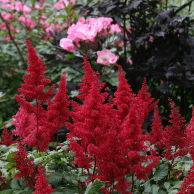 Астильба Арендса Фанал , C2 Астильба Арендса Фанал , C2 фото