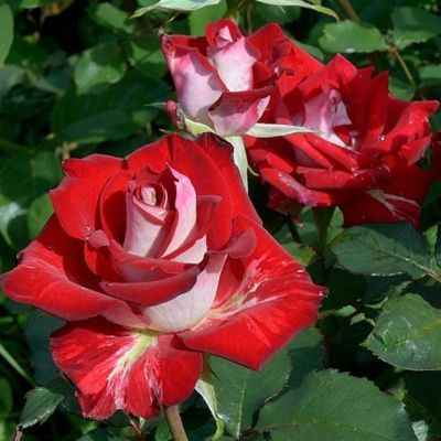 Роза Альянс Роза Альянс - Dolina-Sad.Ru