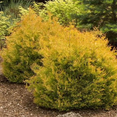 Туя западная Рейнголд Туя западная Рейнголд фото