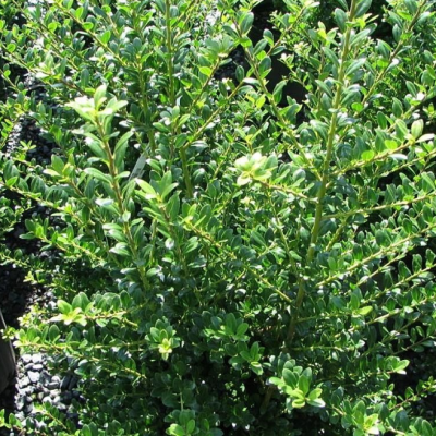 Падуб городчатый Каролина Апрайт Падуб городчатый Каролина Апрайт фото