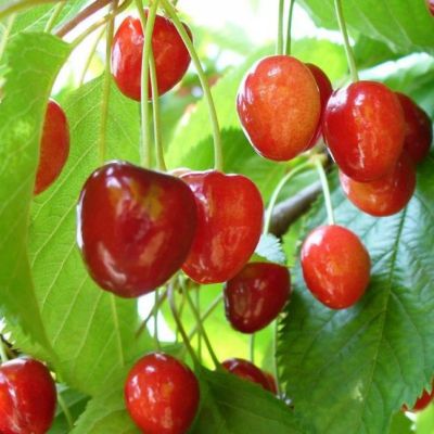 Вишня Багряная Вишня Багряная фото