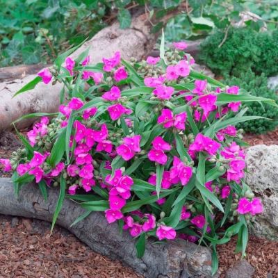 Традесканция андерсона Карминглут - Dolina-Sad.Ru