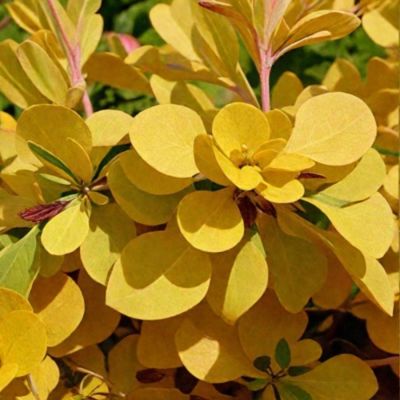 Барбарис Тунберга Ауреа, С3 Барбарис Тунберга Ауреа, С3 - Dolina-Sad.Ru