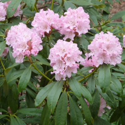 Рододендрон Чир - Dolina-Sad.Ru