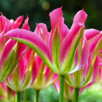 Тюльпан Виричик Тюльпан Виричик фото