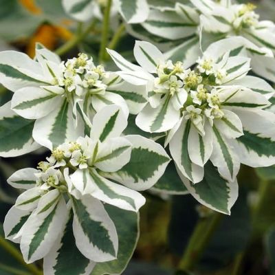 Молочай окаймленный Горный снег Молочай окаймленный Горный снег фото