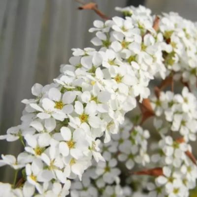 Спирея сливолистная Голдфайер, С3 Спирея сливолистная Голдфайер, С3 - Dolina-Sad.Ru