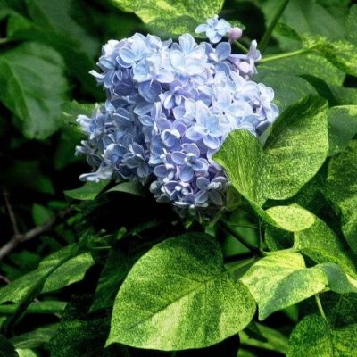 Сирень обыкновенная Аукубафолия, С3 - Dolina-Sad.Ru