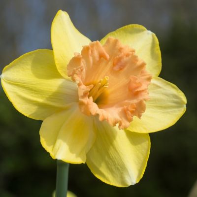 Нарцисс Колор Ран Нарцисс Колор Ран - Dolina-Sad.Ru