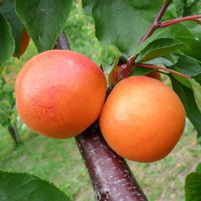 Абрикос Память Шевчука Абрикос Память Шевчука фото