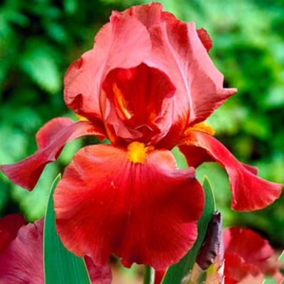 Ирис Рэд Ирис Рэд фото