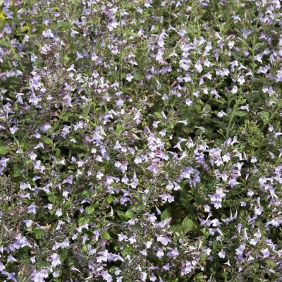 Душевик Блю Клауд Душевик Блю Клауд - Dolina-Sad.Ru