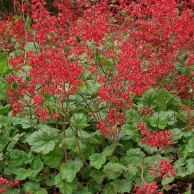 Гейхера Корал Форест Гейхера Корал Форест - Dolina-Sad.Ru