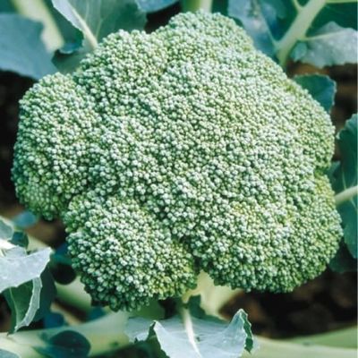 Капуста брокколи Лорд F1 (Голландия) Н19 Капуста брокколи Лорд F1 (Голландия) Н19 фото