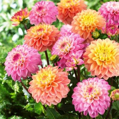 Георгина Принцесса Элизабет Георгина Принцесса Элизабет фото