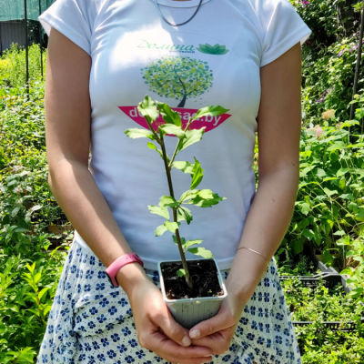 Гибискус сирийский Шинтаянг Гибискус сирийский Шинтаянг - Dolina-Sad.Ru