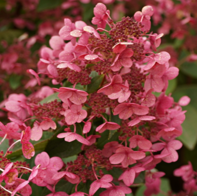 Гортензия метельчатая Эрли Сенсейшн Гортензия метельчатая Эрли Сенсейшн фото