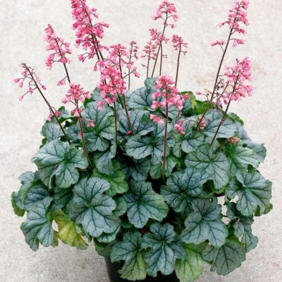 Гейхера Литтл Кьюти Пеперминт Гейхера Литтл Кьюти Пеперминт - Dolina-Sad.Ru