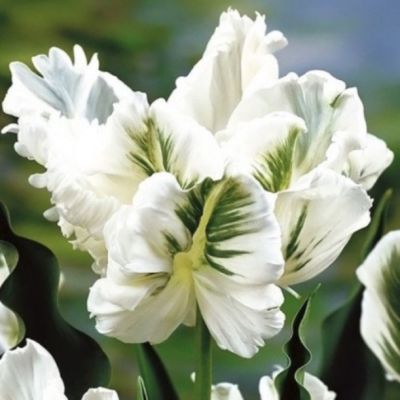 Тюльпан Уайт Ребел - Dolina-Sad.Ru