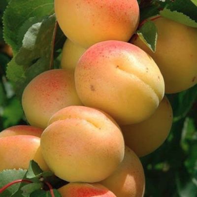 Абрикос Априум Абрикос Априум - Dolina-Sad.Ru