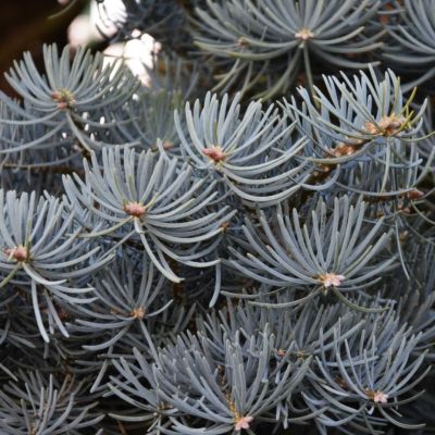 Пихта одноцветная Компакта Пихта одноцветная Компакта - Dolina-Sad.Ru