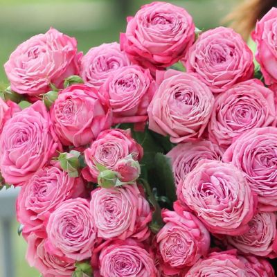 Роза Артезия - Dolina-Sad.Ru