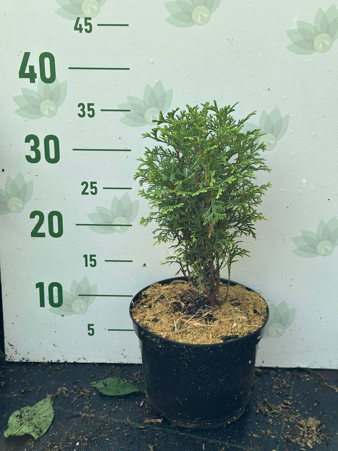 Туя западная Вотерфилд, С2 Туя западная Вотерфилд, С2 - Dolina-Sad.Ru