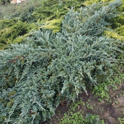 Можжевельник чешуйчатый Блю Карпет, С3 - Dolina-Sad.Ru