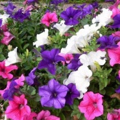 Петуния Спектр, крупноцветковая смесь Петуния Спектр, крупноцветковая смесь фото
