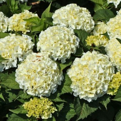 Гортензия крупнолистная Айс Бой, С2 Гортензия крупнолистная Айс Бой, С2 - Dolina-Sad.Ru