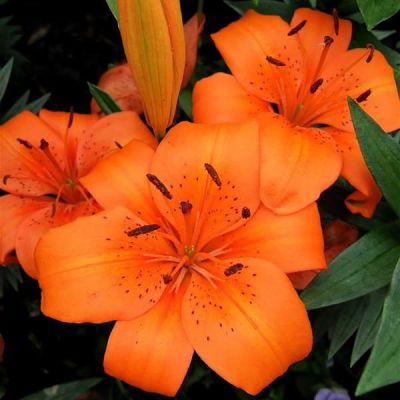 Лилия Оранж Пикси Лилия Оранж Пикси фото