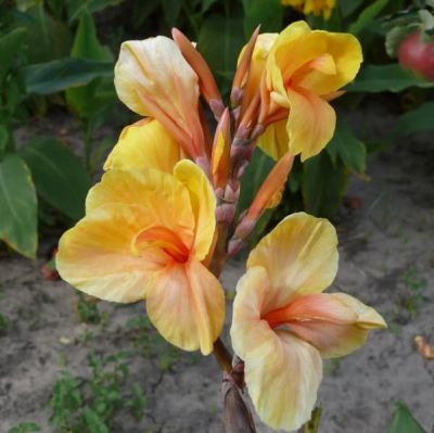 Канна Льюис Котин Канна Льюис Котин фото