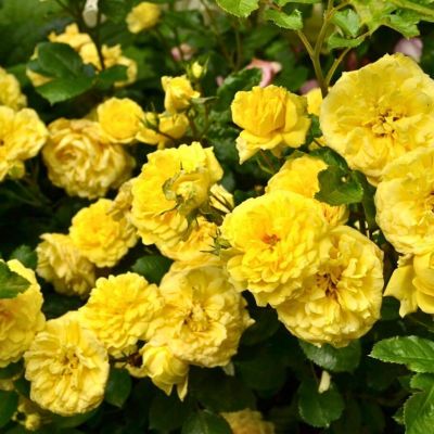 Роза Штамбовая Анни Дюпрей Роза Штамбовая Анни Дюпрей - Dolina-Sad.Ru