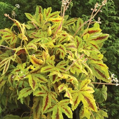 Гейхерелла Санрайз Фолс Гейхерелла Санрайз Фолс - Dolina-Sad.Ru