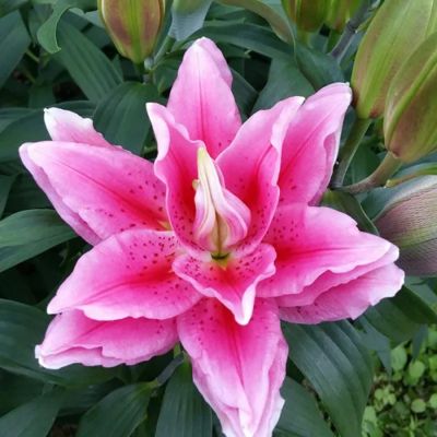 Лилия Роузлили Виола Лилия Роузлили Виола - Dolina-Sad.Ru