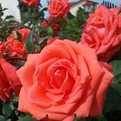 Роза Гольдштейн - Dolina-Sad.Ru