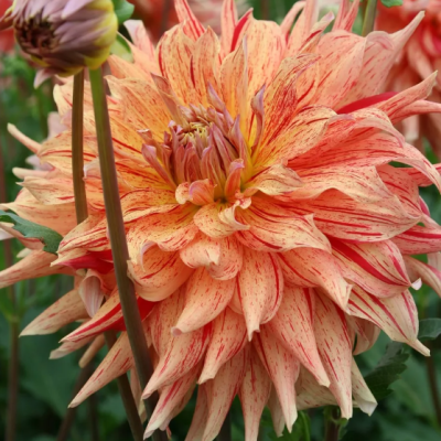 Георгина Манияк Георгина Манияк фото