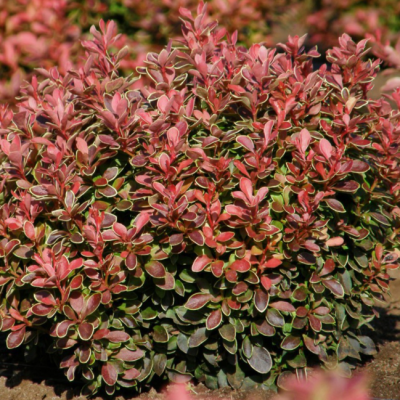 Барбарис тунберга Эдмирэйшн Барбарис тунберга Эдмирэйшн фото