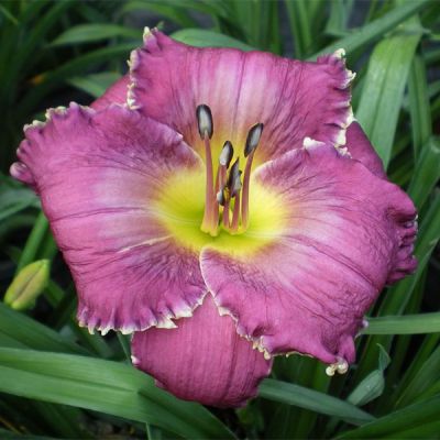 Лилейник Фэйс оф зэ Старс Лилейник Фэйс оф зэ Старс фото