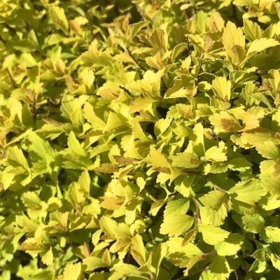 Спирея японская Зен Спирит Голд, С2 Спирея японская Зен Спирит Голд, С2 - Dolina-Sad.Ru