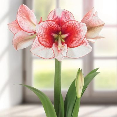 Амариллис Шоумастер - Dolina-Sad.Ru